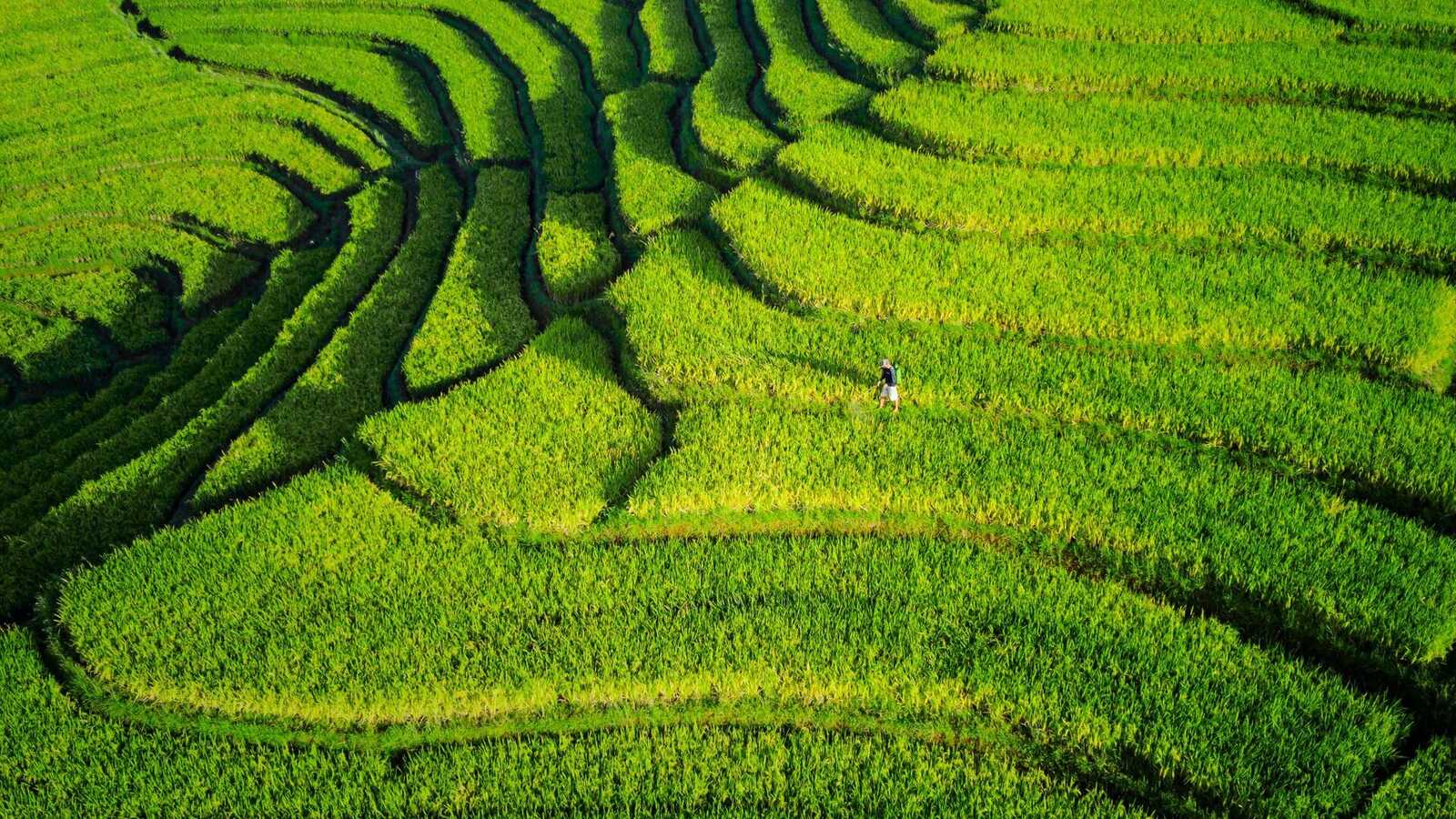 Green rice terraces in Bali at sunrise